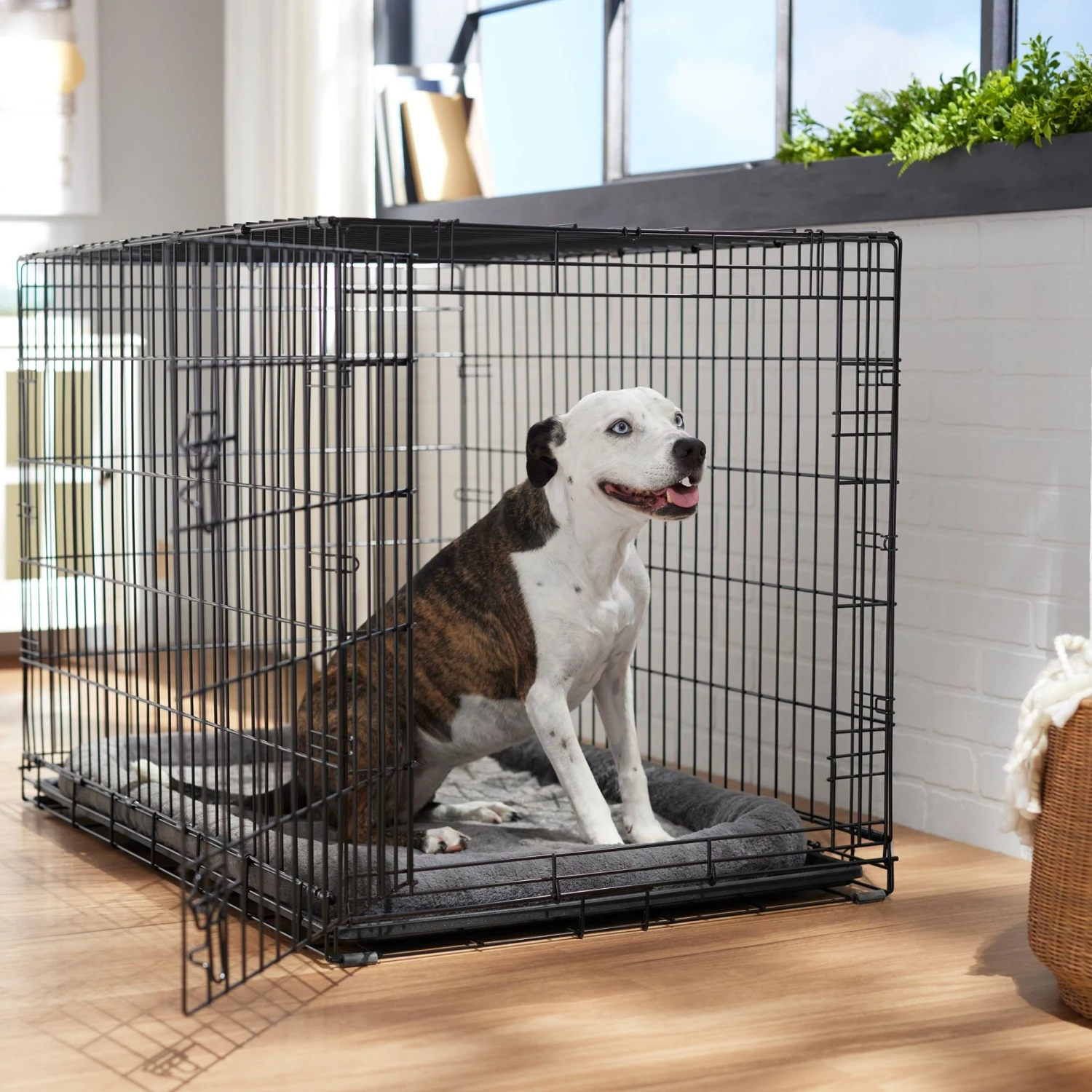 Frisco Heavy Duty Fold & Carry Single Door Collapsible Wire Dog Crate