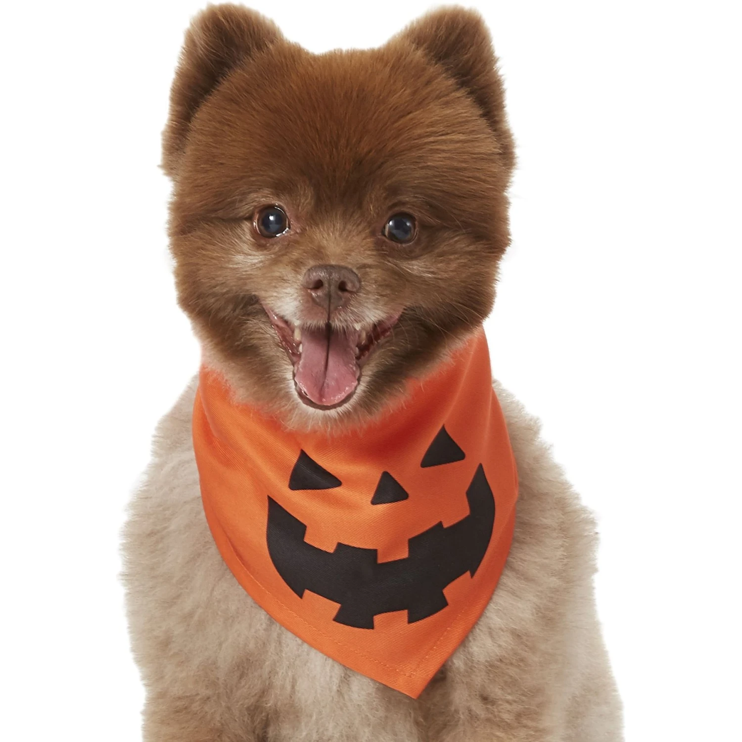 Frisco Jack O' Lantern Pumpkin Dog & Cat Bandana - Image 3