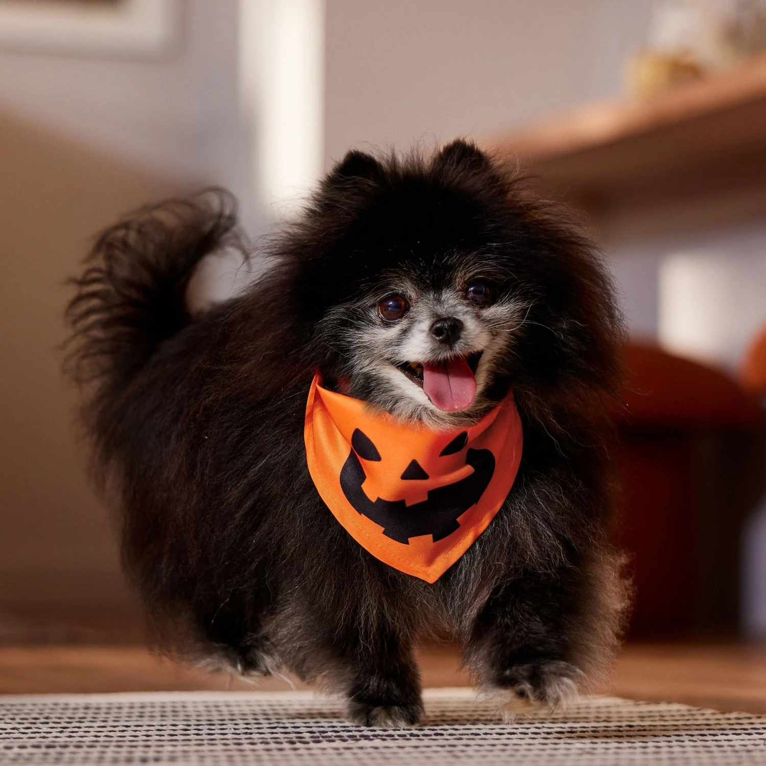 Frisco Jack O' Lantern Pumpkin Dog & Cat Bandana - Image 5