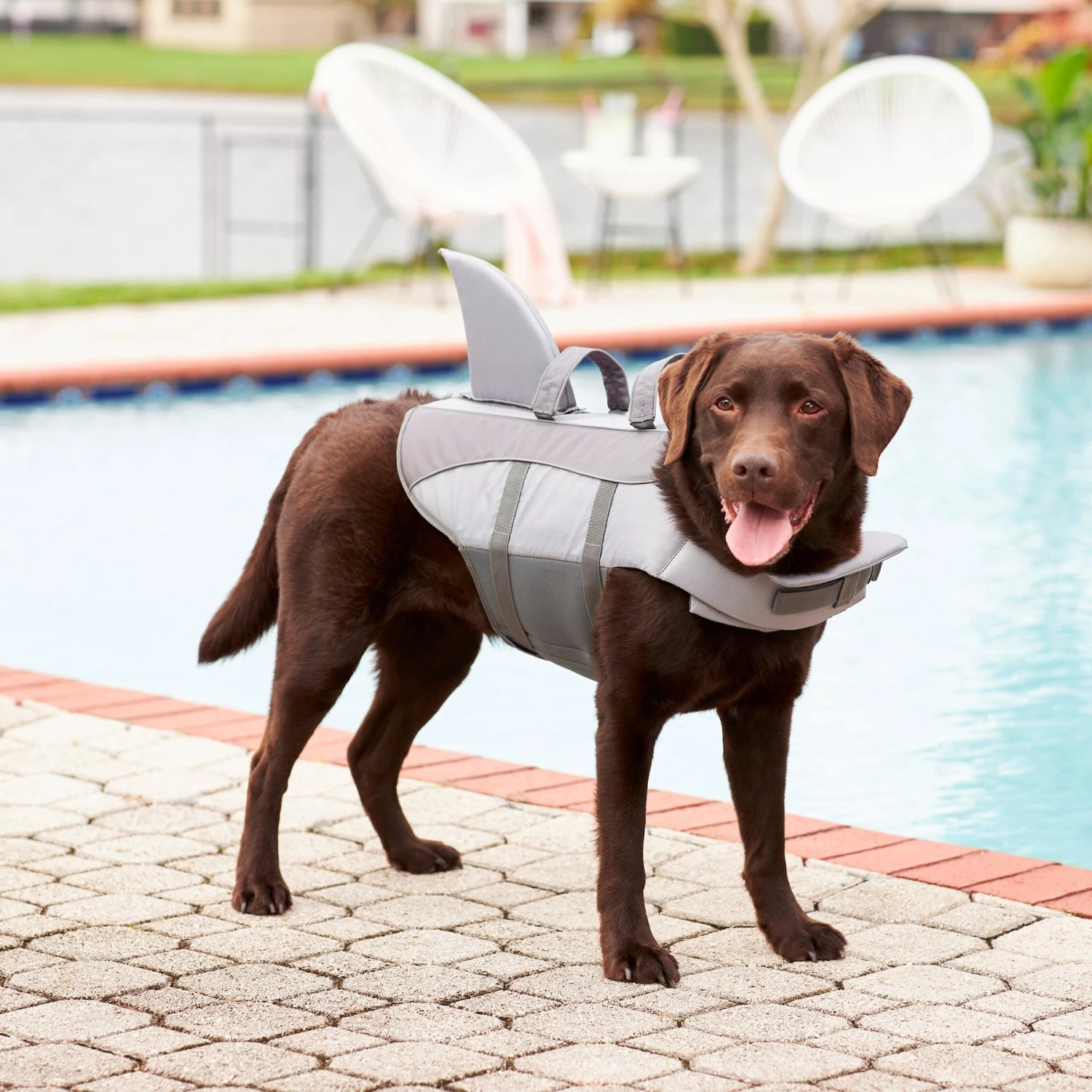 Frisco Shark Dog Life Jacket - Image 8