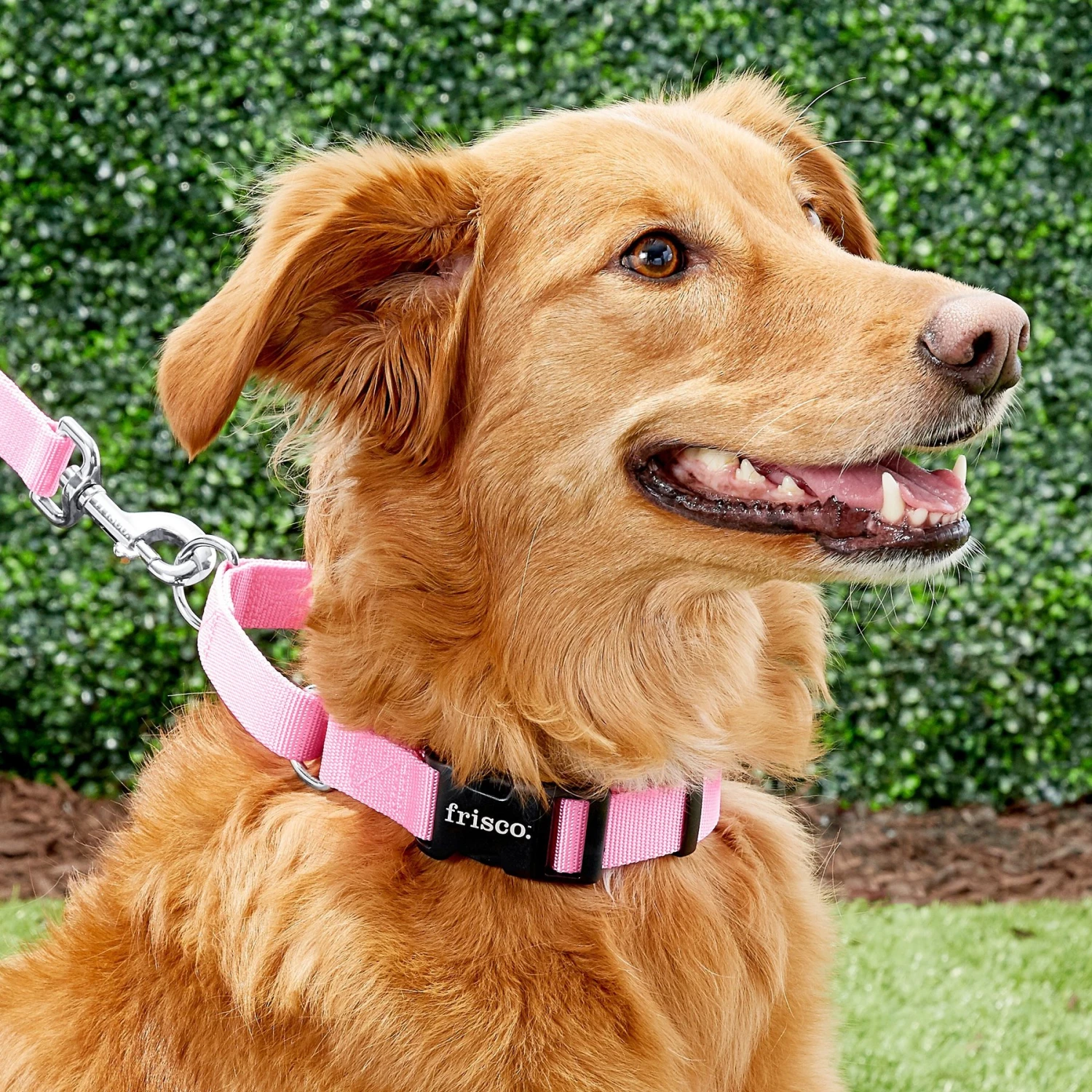Frisco Solid Nylon Personalized Martingale Dog Collar - Image 7