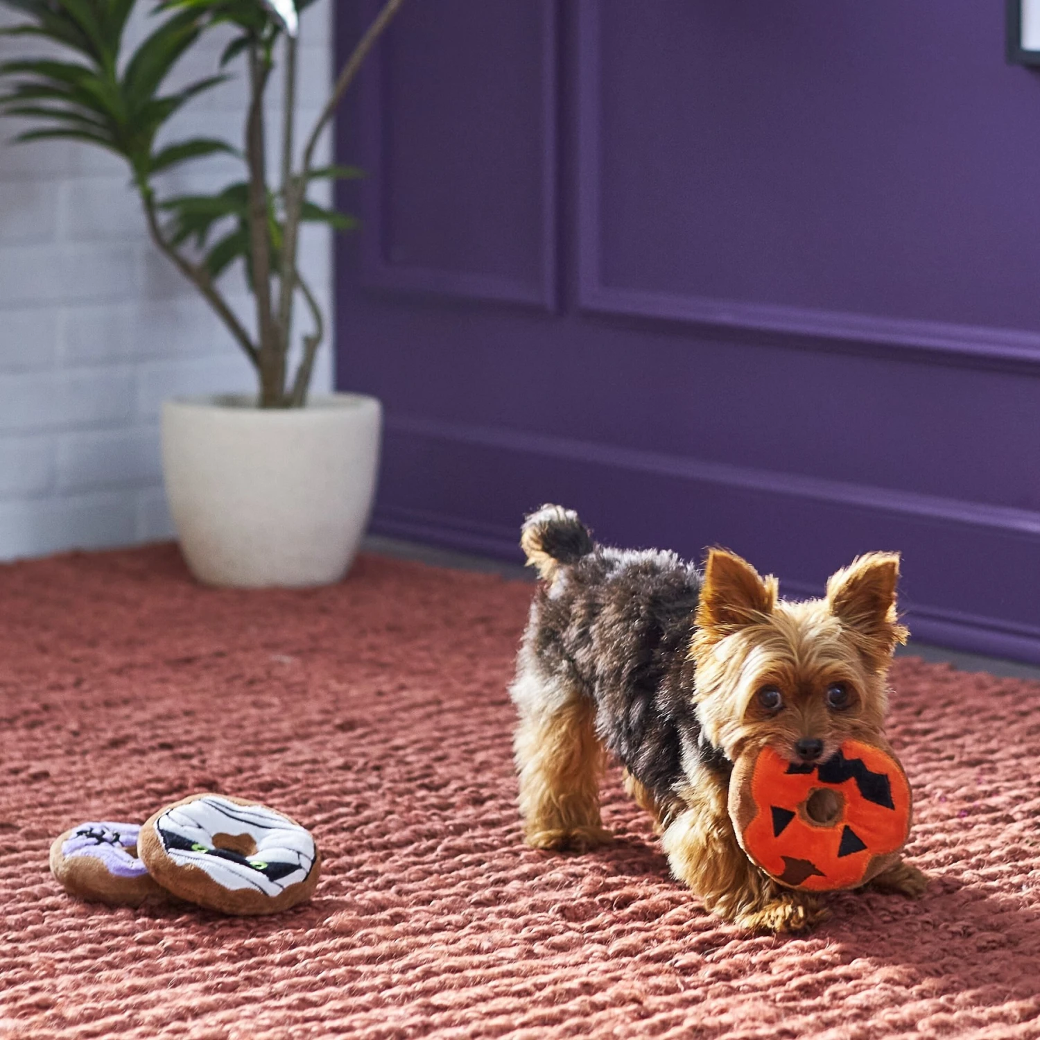 Frisco Halloween Donuts Plush Squeaky Dog Toy - Image 3