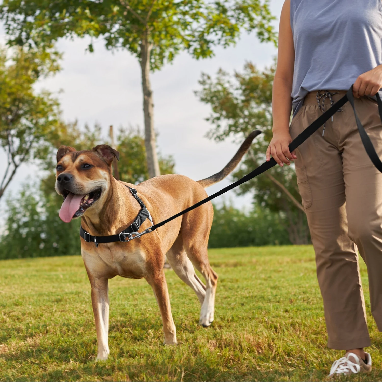 Frisco Basic No Pull Harness - Image 5