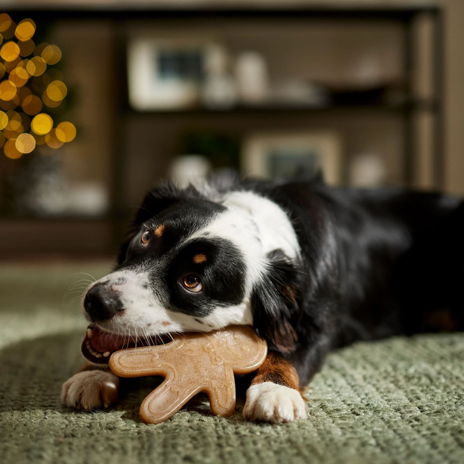 Frisco Nylon Gingerbread Dog Chew Toy, Beef Flavor, Medium - Image 3