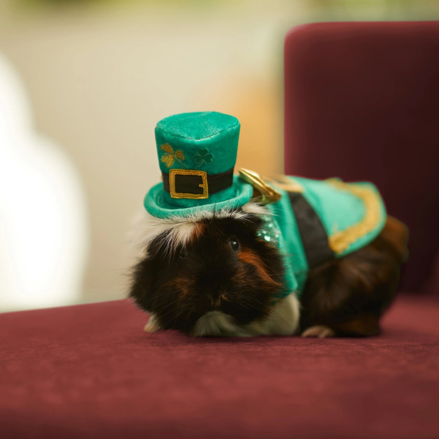Frisco Guinea Pig St. Patrick's Day Costume - Image 5