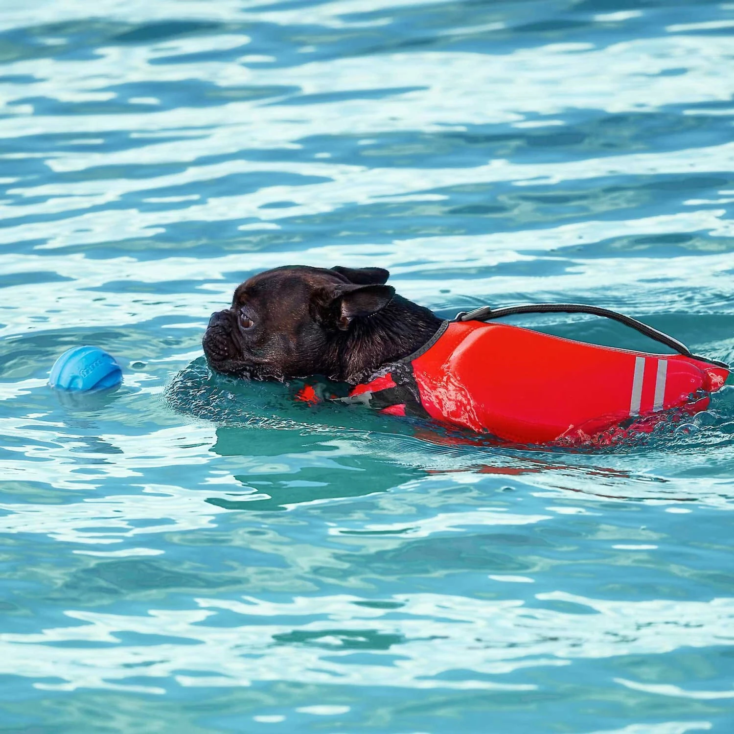 Frisco Active Dog Life Jacket & Frisco Foam Rubber Floating Fetch Ball No Squeak Dog Toy - Image 9
