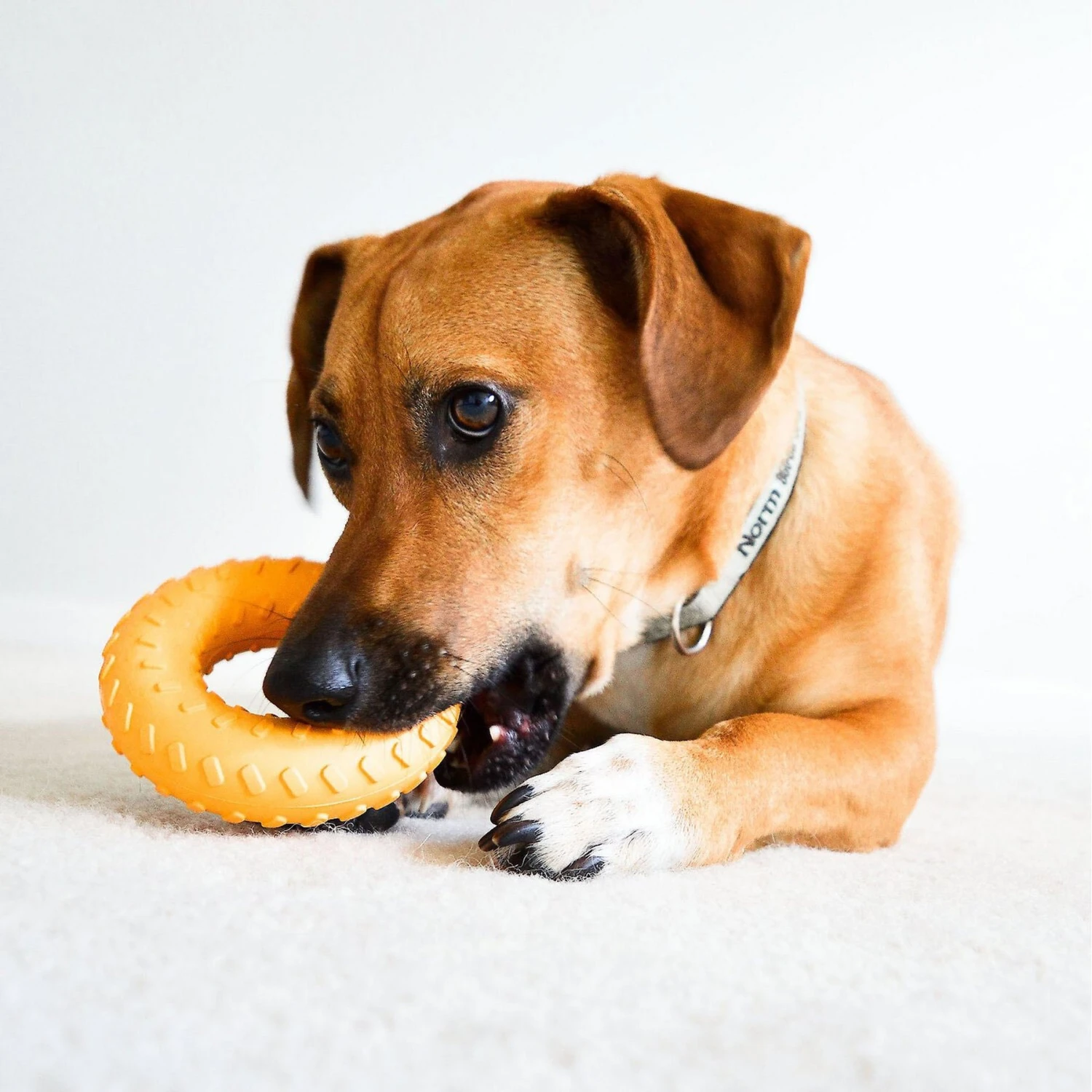 Frisco Cow Plush Squeaky Dog Toy & Playology Scented Dual Layer Ring Dog Toy - Image 9