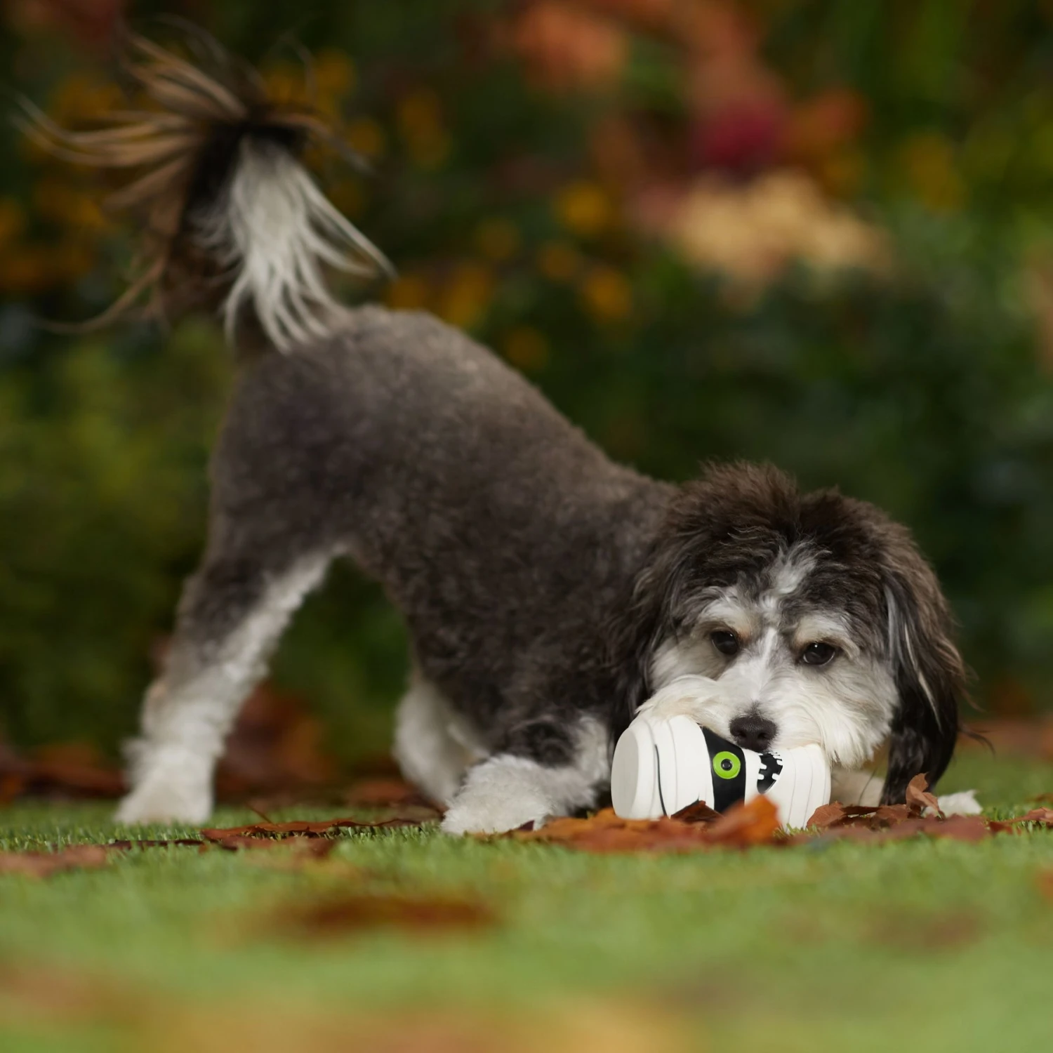 Frisco Halloween Mummy Latex Squeaky Dog Toy - Image 3