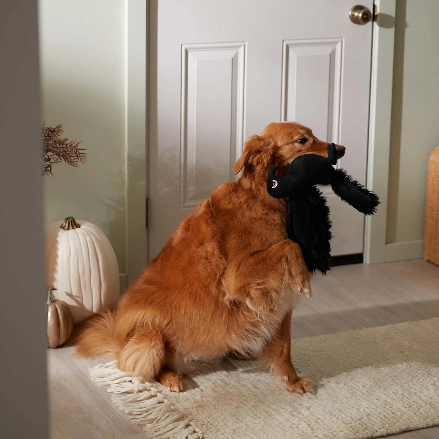 Frisco Halloween Crow Plush Squeaky Dog Toy - Image 3