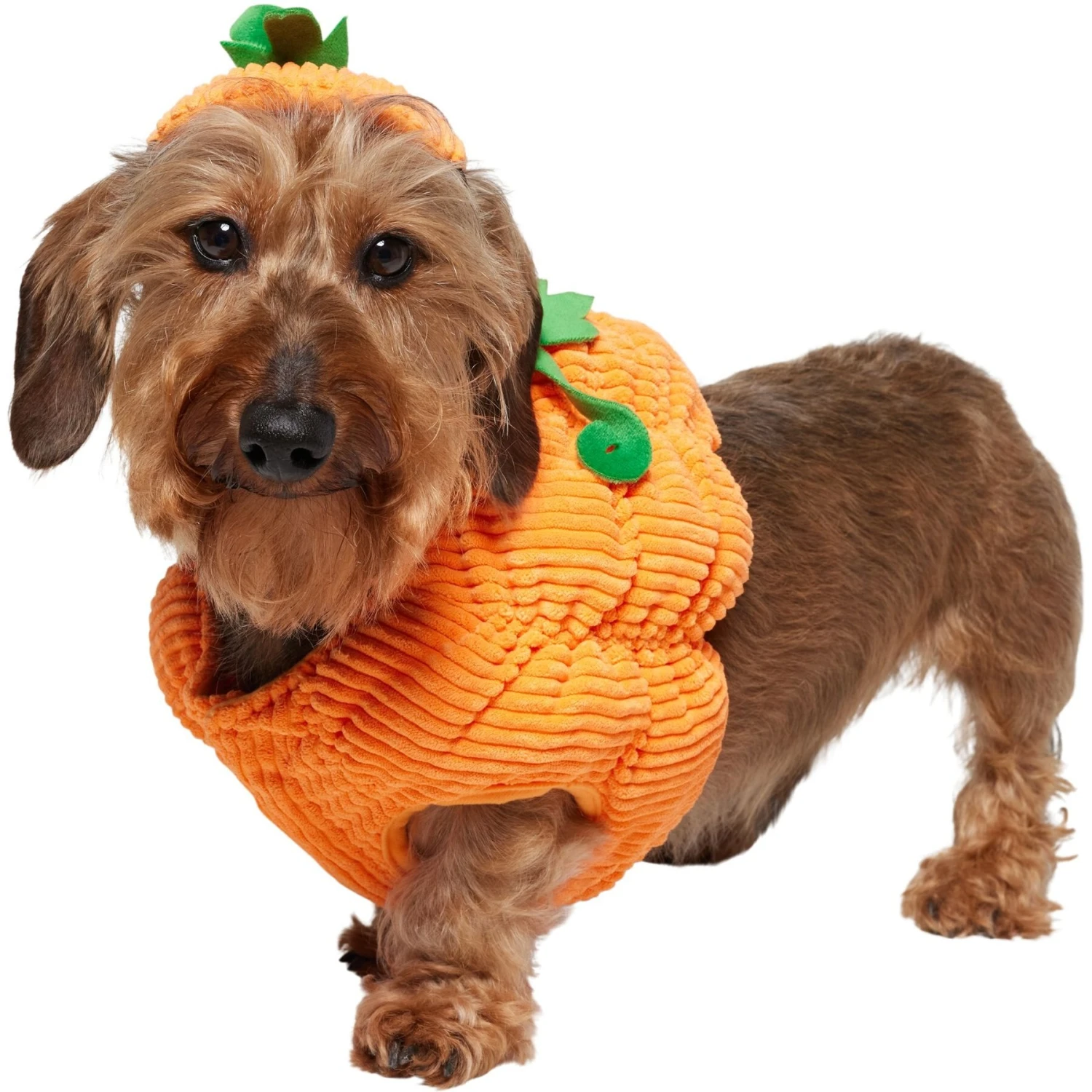 Frisco Pumpkin Ball Dog & Cat Costume - Image 3