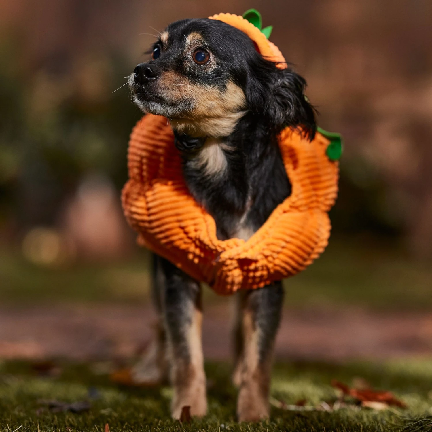 Frisco Pumpkin Ball Dog & Cat Costume - Image 7